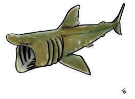 Basking Shark From Educational Resource for MBA