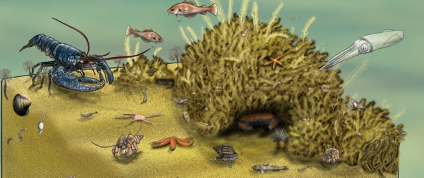 Close up of commissioned sand bank graphic showing trench fauna