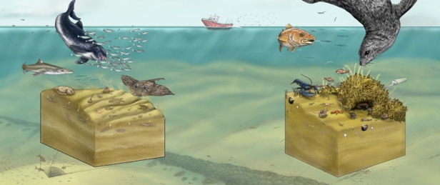 Graphic commissioned by Natural England, showing life on marine sandbanks